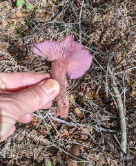 Laccaria amethysteo-occidentalis