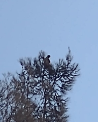 Parabuteo unicinctus