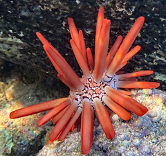 Heterocentrotus mamillatus