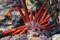 Heterocentrotus mamillatus