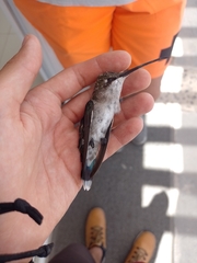 Heliomaster furcifer