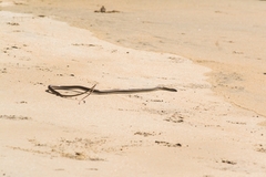 Salvadora lemniscata