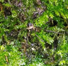 Dicranopalpus larvatus