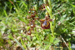 Ophrys speculum