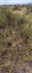 Ephedra