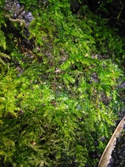 Dicranopalpus larvatus
