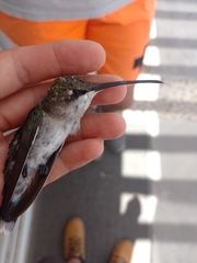 Heliomaster furcifer