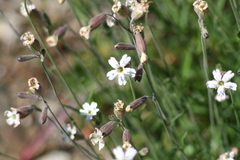 Silene douglasii douglasii