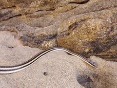 Salvadora lemniscata