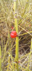 Ephedra