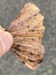 Bartheletia paradoxa