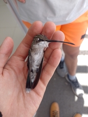 Heliomaster furcifer