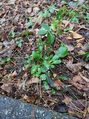 Packera obovata