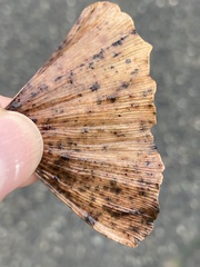 Bartheletia paradoxa