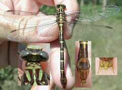 Dromogomphus spoliatus