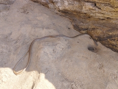 Salvadora lemniscata