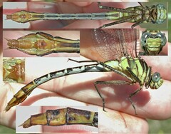 Dromogomphus spoliatus