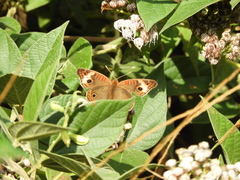 Junonia