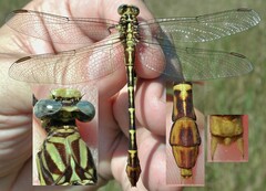 Dromogomphus spoliatus