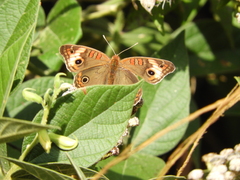 Junonia
