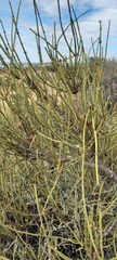 Ephedra