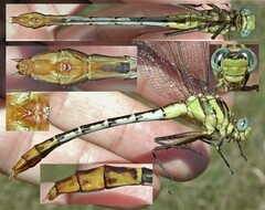 Dromogomphus spoliatus