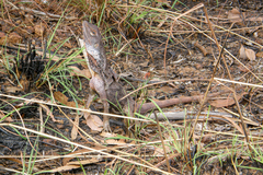 Chlamydosaurus kingii