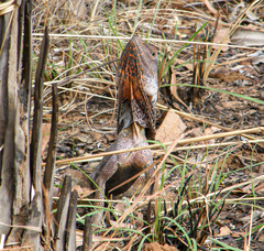 Chlamydosaurus kingii