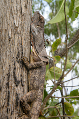 Chlamydosaurus kingii