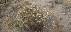 Limonium brasiliense