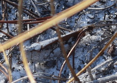 Spharagemon marmorata