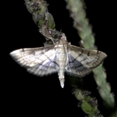 Marasmia cochrusalis