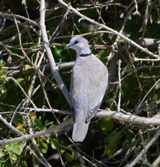 Ring-Necked Dove photo 6