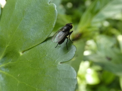 Diptera