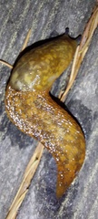 Limacus flavus