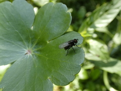 Diptera