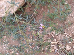 Fagonia cretica