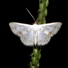 Scopula lautaria