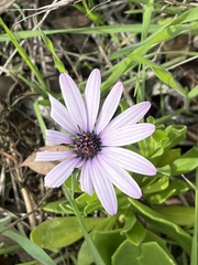 Dimorphotheca fruticosa