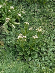 Senecio smithii
