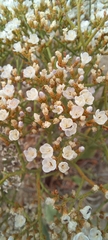 Limonium brasiliense