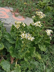 Senecio smithii