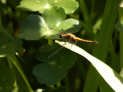 Erythrodiplax