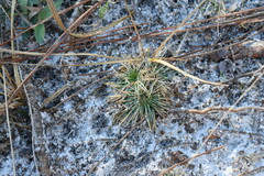 Syngonanthus flavidulus