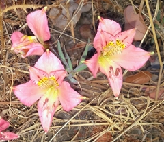 Alstroemeria hookeri