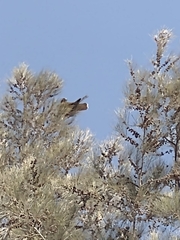 Parabuteo unicinctus