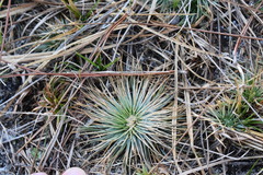 Syngonanthus flavidulus