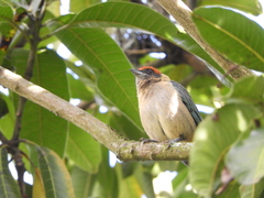 Stilpnia vitriolina