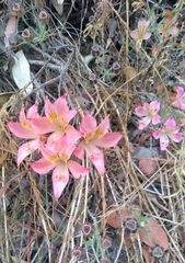 Alstroemeria hookeri