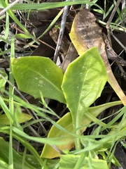 Dimorphotheca fruticosa